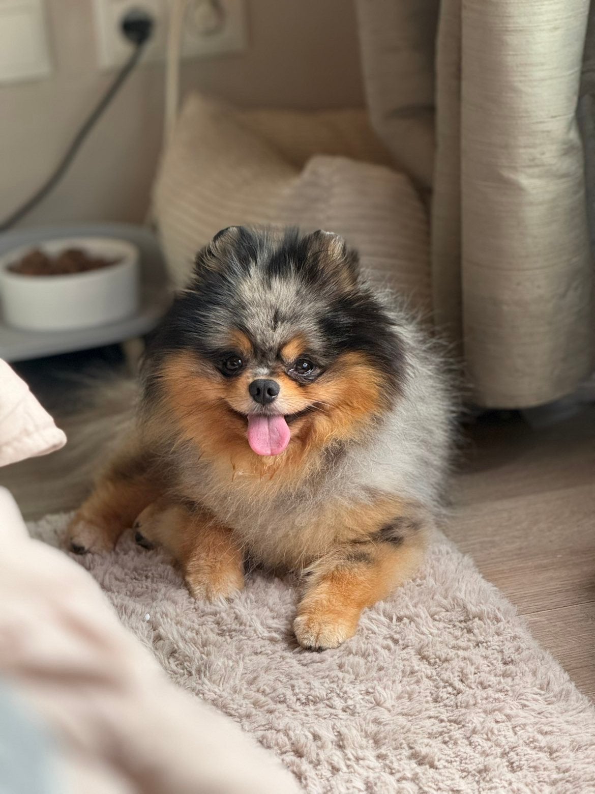 Pomeriaan dek reu( niet te koop ), Dieren en Toebehoren, 1 tot 2 jaar, Parvo, Eén hond, Nederland