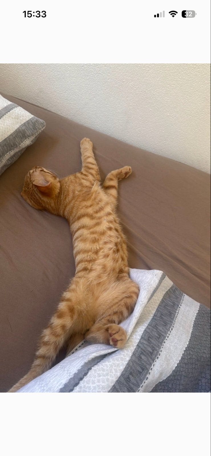 Rode kater van 4 maanden, Dieren en Toebehoren, Katten en Kittens | Overige Katten, Kater