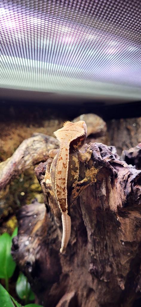 Wimpergekko lily white tri color man, Hagedis, Tam, 0 tot 2 jaar