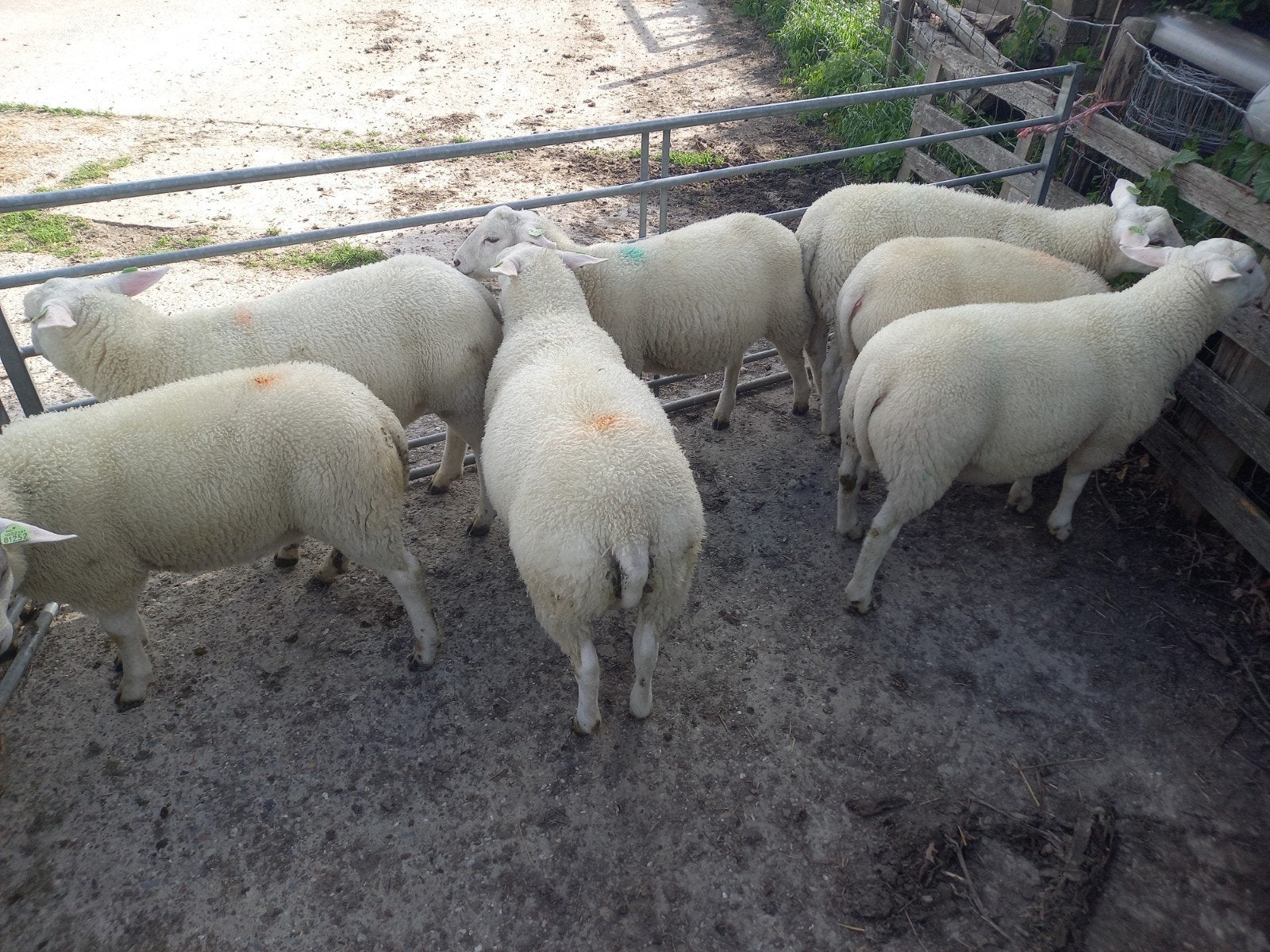 Zwoegervrije swifter dekrammen, Mannelijk, Schaap