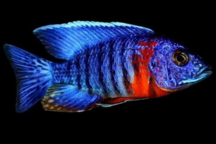 Malawi Cichliden: Aulonocara Red Flush, Vis, Zoetwatervis