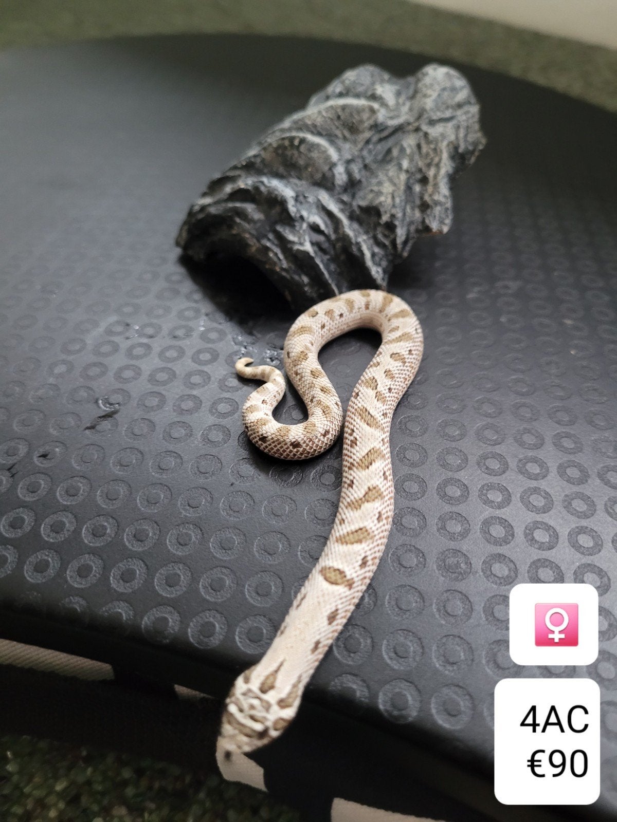 Heterodon Nasicus - Haakneusslang Hognose Snake photo 2