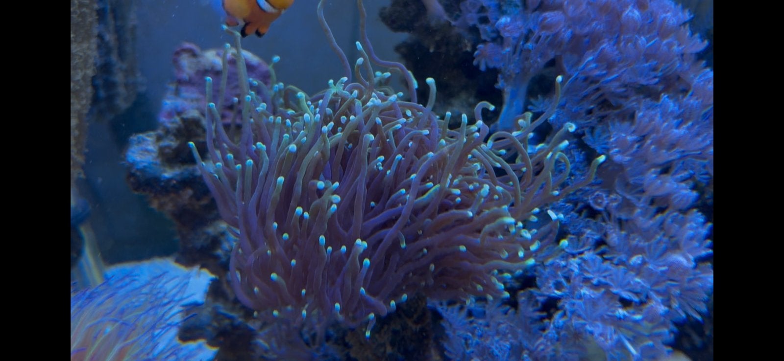 Euphyllia Glabrescens dragon soul, Vis