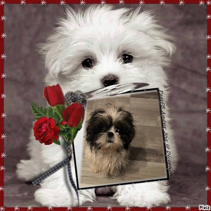 Shih Tzu 3/4 Boomer 1/4, Particulier, 15 weken tot 1 jaar, Overige rassen, Buitenland