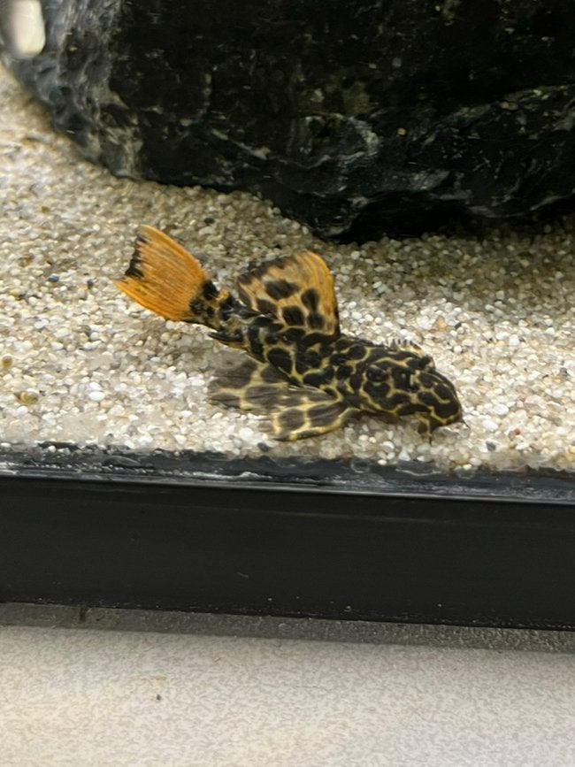 Leopard cactus pleco L114, Vis