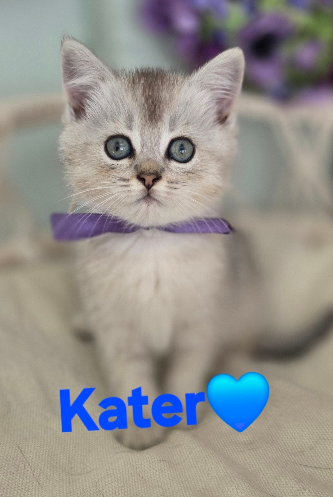 Britshekorthaar Kater, Dieren en Toebehoren, Katten en Kittens | Raskatten | Korthaar, Meerdere dieren