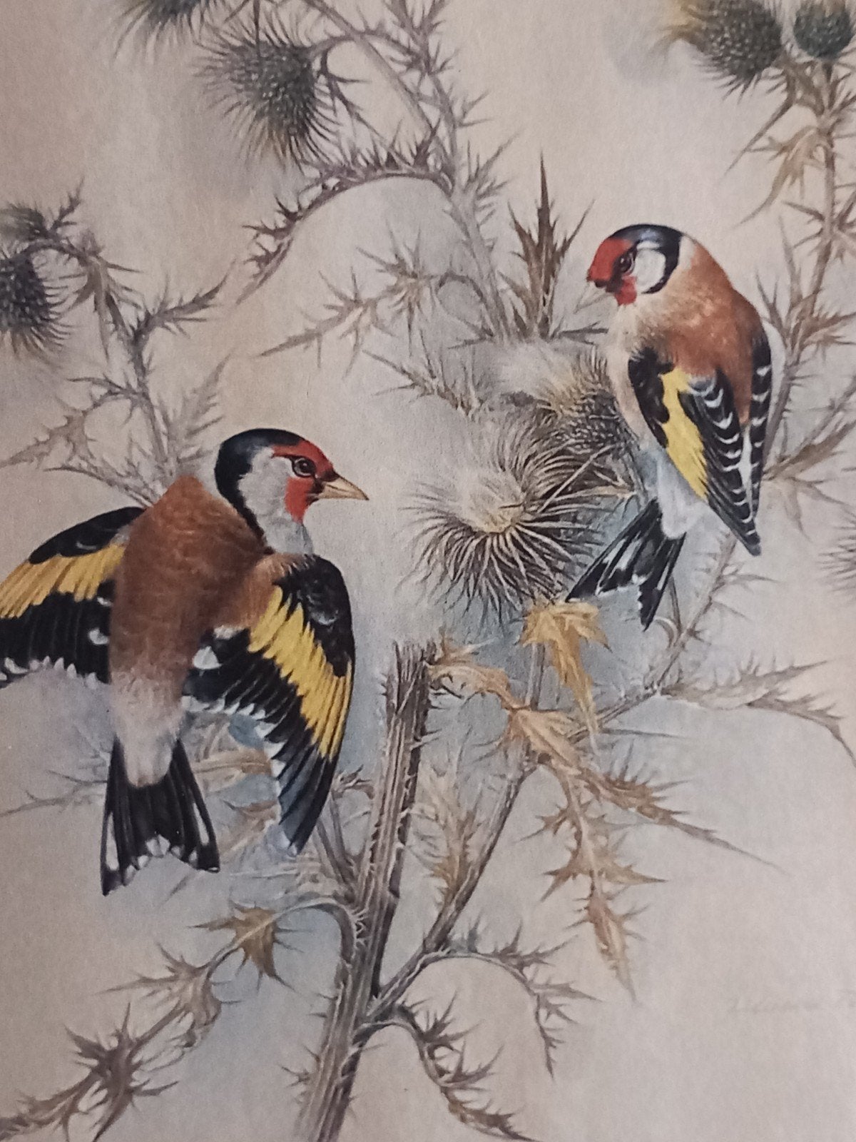 Grote putter man sijs man van2024       100 eur, Mannelijk, Wildzangvogel