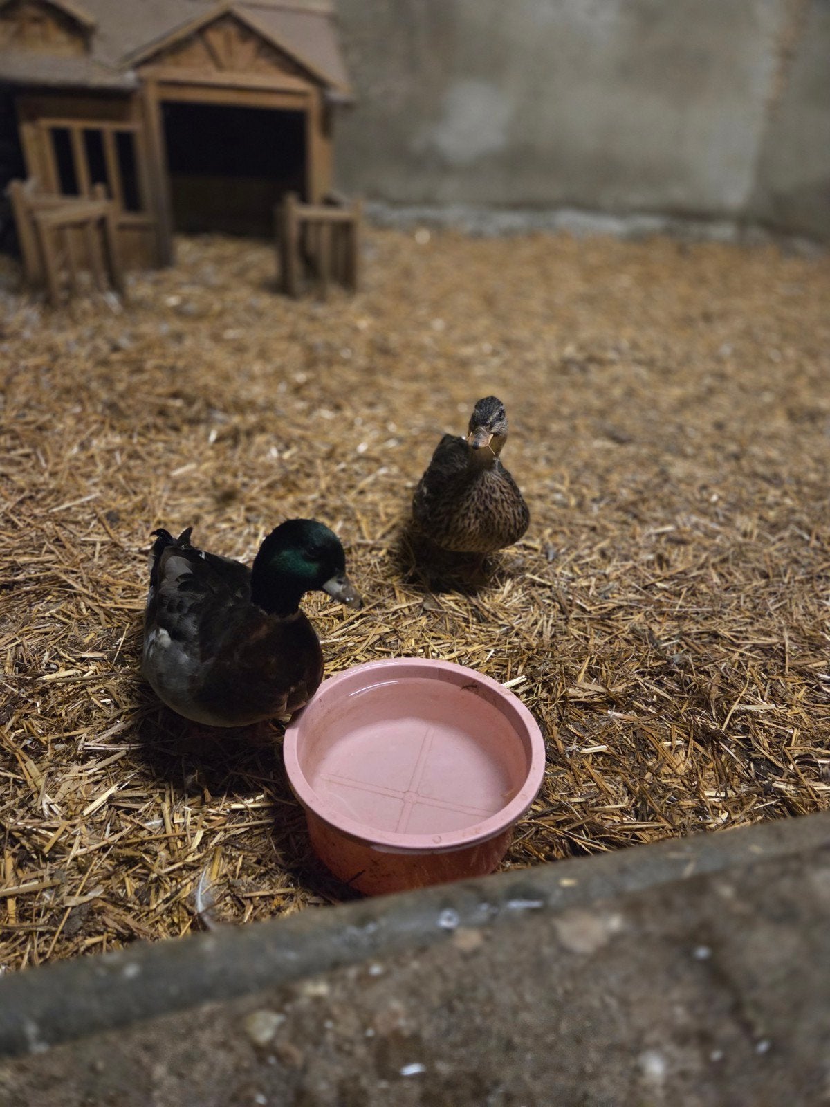 Koppel kwakers wildkleur, Dieren en Toebehoren, Meerdere dieren, Eend