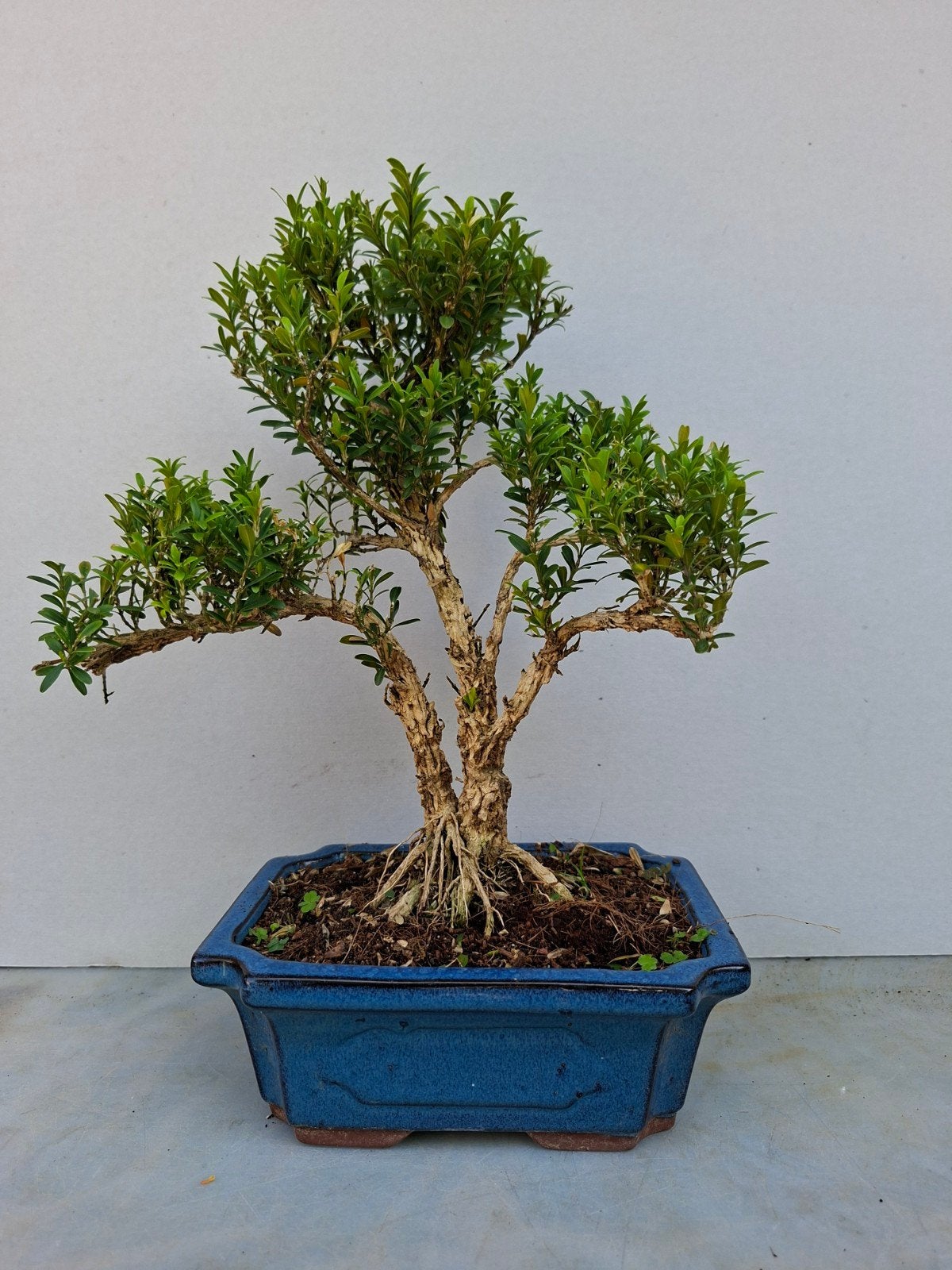 Bonsai, Ophalen of Verzenden, Bloeit niet, Overige soorten, Volle zon