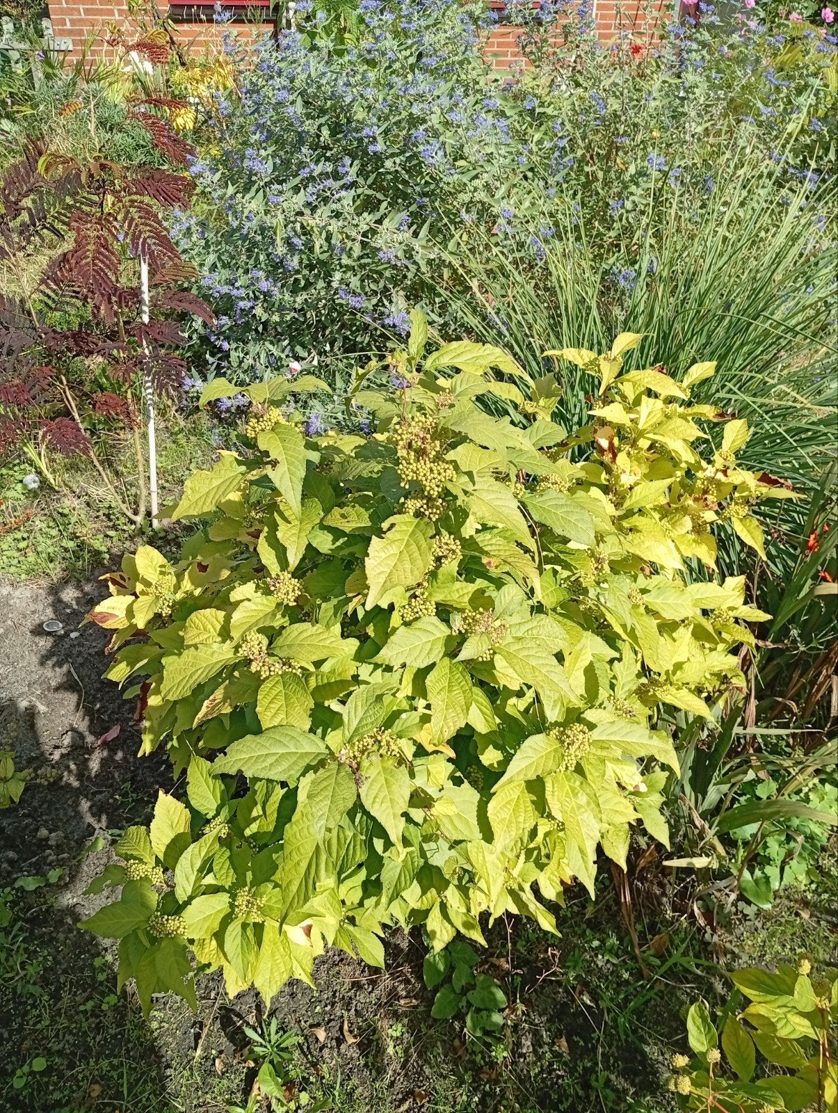 tuinplant, Ophalen, Overige soorten, Struik, 100 tot 250 cm