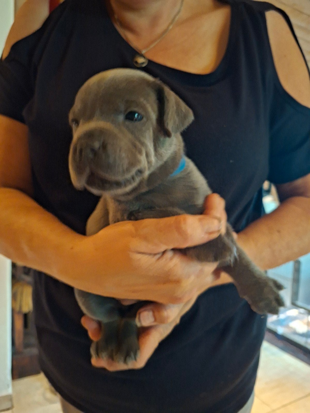 engelse stafford pups, Dieren en Toebehoren, 8 tot 15 weken, Meerdere, Meerdere dieren, Parvo