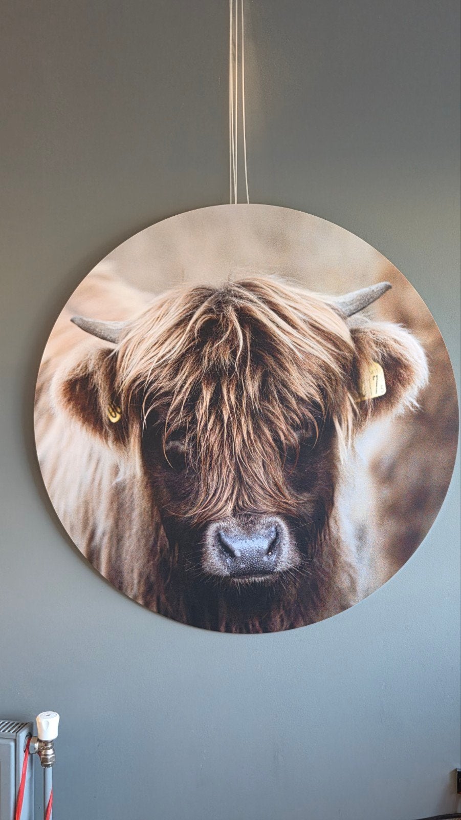Dibond wandcirkel 80cm - Schotse Hooglander, Ophalen