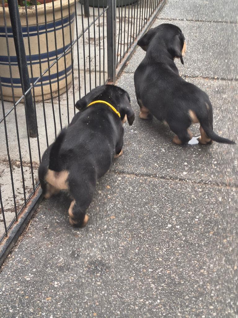 Kort harige teckel puppy's reutjes, Standaard, Reu, 8 tot 15 weken, Korthaar