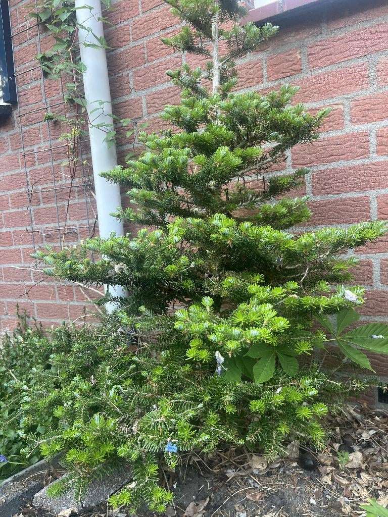 Nordmannspar - gratis, Tuin en Terras, Planten | Bomen, Ophalen, Volle zon, Overige soorten