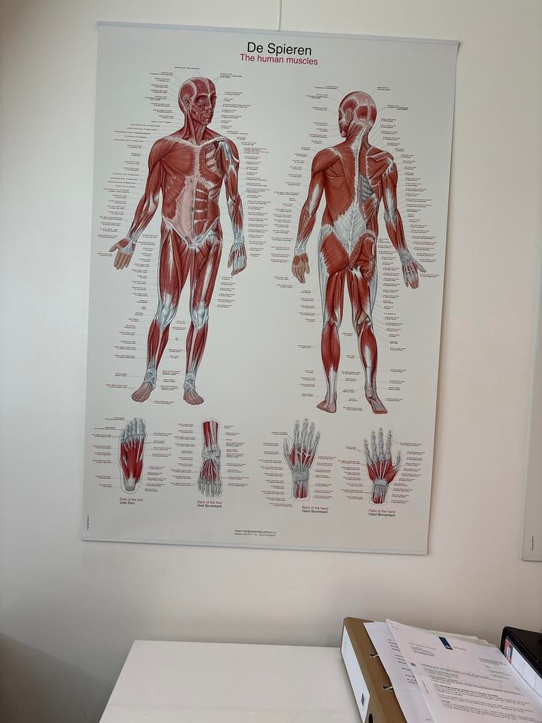 Anatomie Poster: De Spieren (The Human Muscles), Ophalen