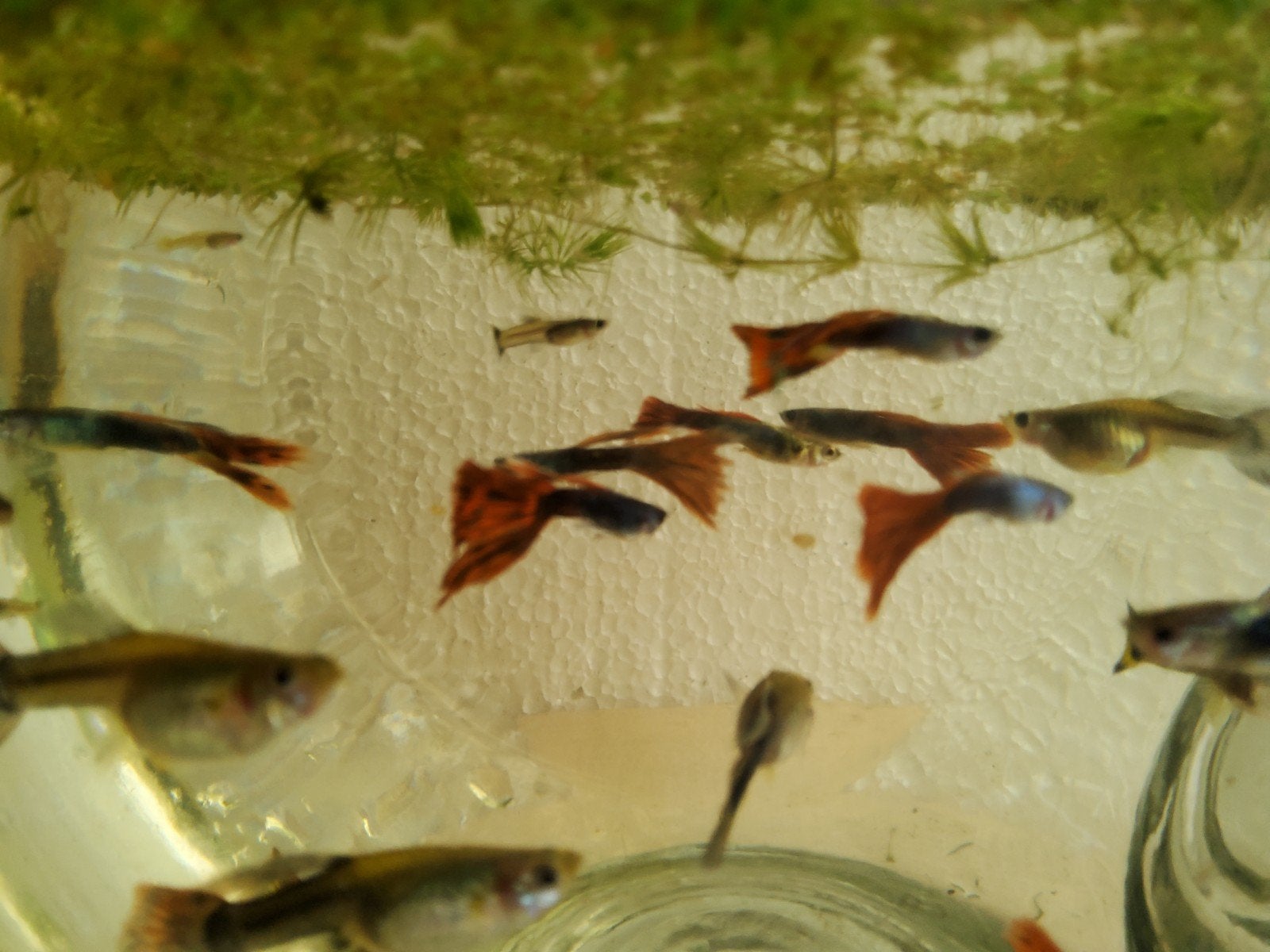 Volwassen guppies - mix-kleur, Dieren en Toebehoren, Vis