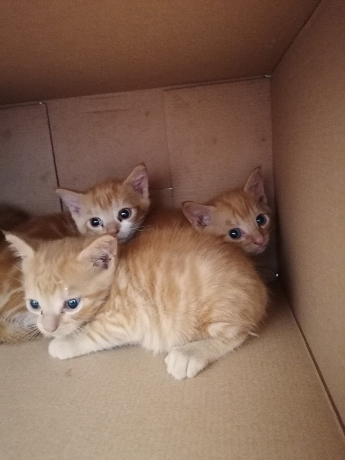 Kittens geboren 18 mei, Dieren en Toebehoren, Meerdere dieren, Ontwormd, 0 tot 2 jaar