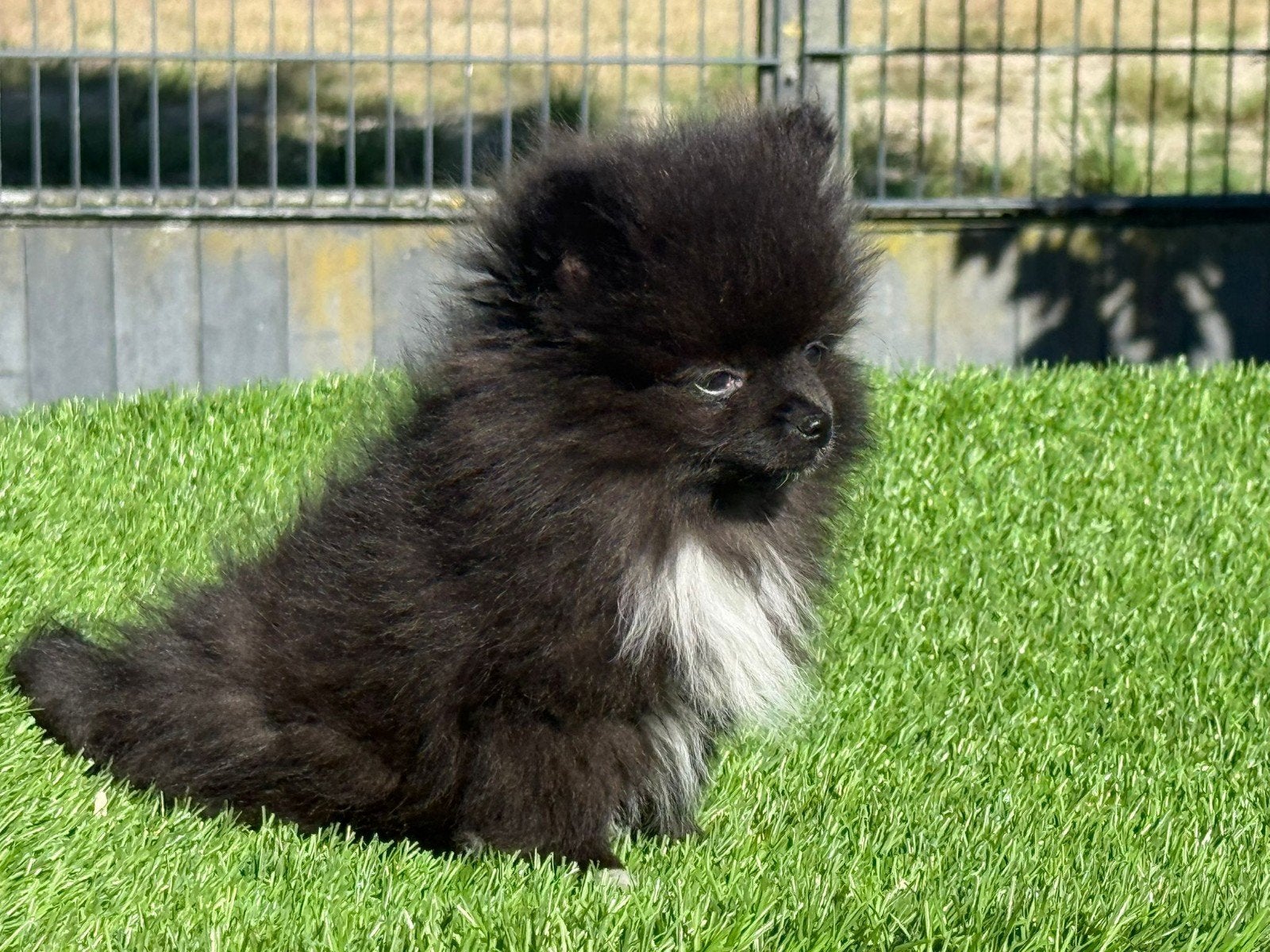 Te koop mooie super klein Pomeriaan pupje, Dieren en Toebehoren, Honden | Poolhonden, Keeshonden en Oertypen, Parvo, Nederland