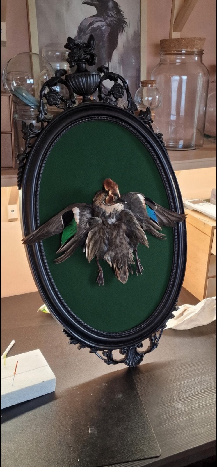 Gezocht: natuurlijk overleden dieren voor taxidermie, Ophalen of Verzenden