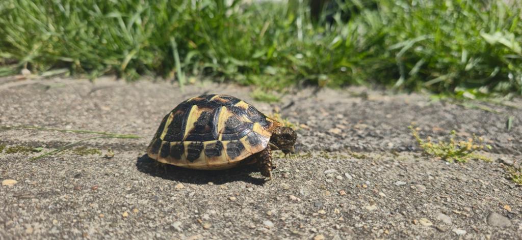 Griekse Landschildpad (Testudo Hermanni) 2025 te koop Tortoise - female for sale from Friesland Exotics