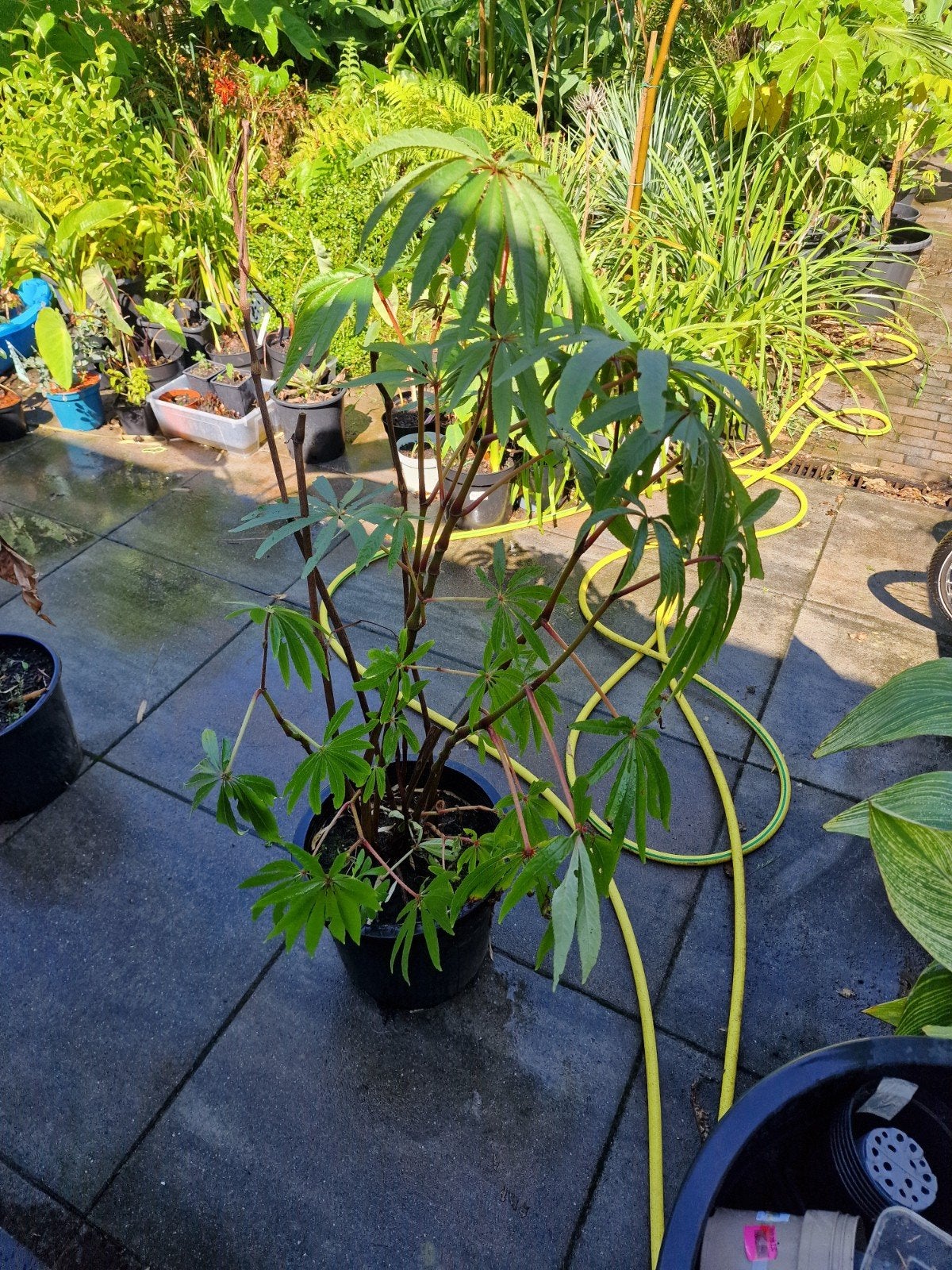 Begonia luxurians palm begonia, Ophalen, Zomer, Overige soorten, Volle zon