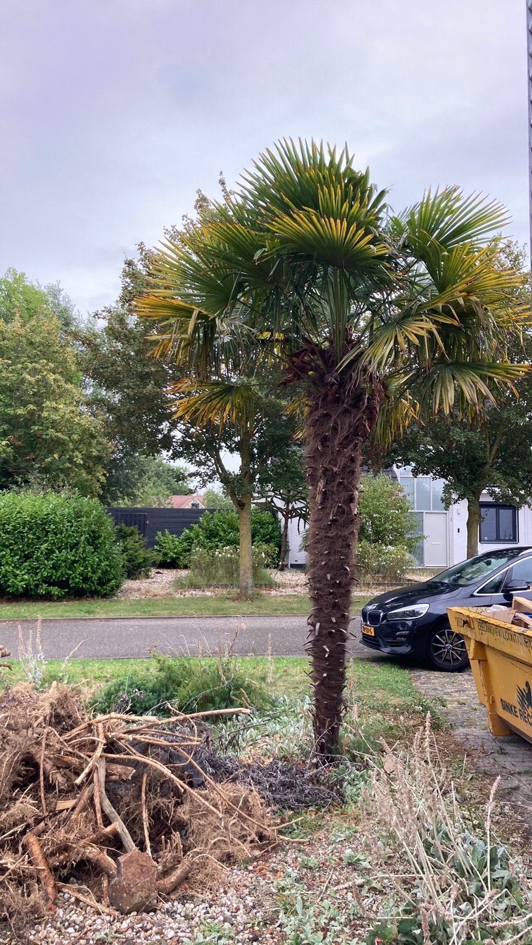 Palmboom 2x, Tuin en Terras, Ophalen, Overige soorten, Volle zon