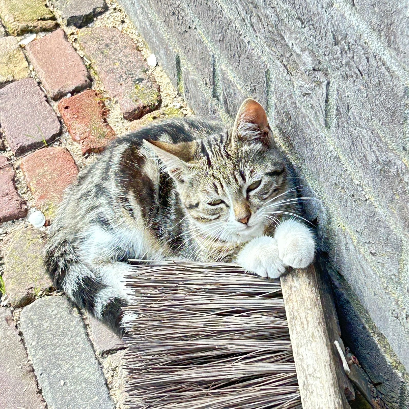 Prachtige boerderij kittens, Dieren en Toebehoren, Meerdere dieren, Kortharig, 0 tot 2 jaar