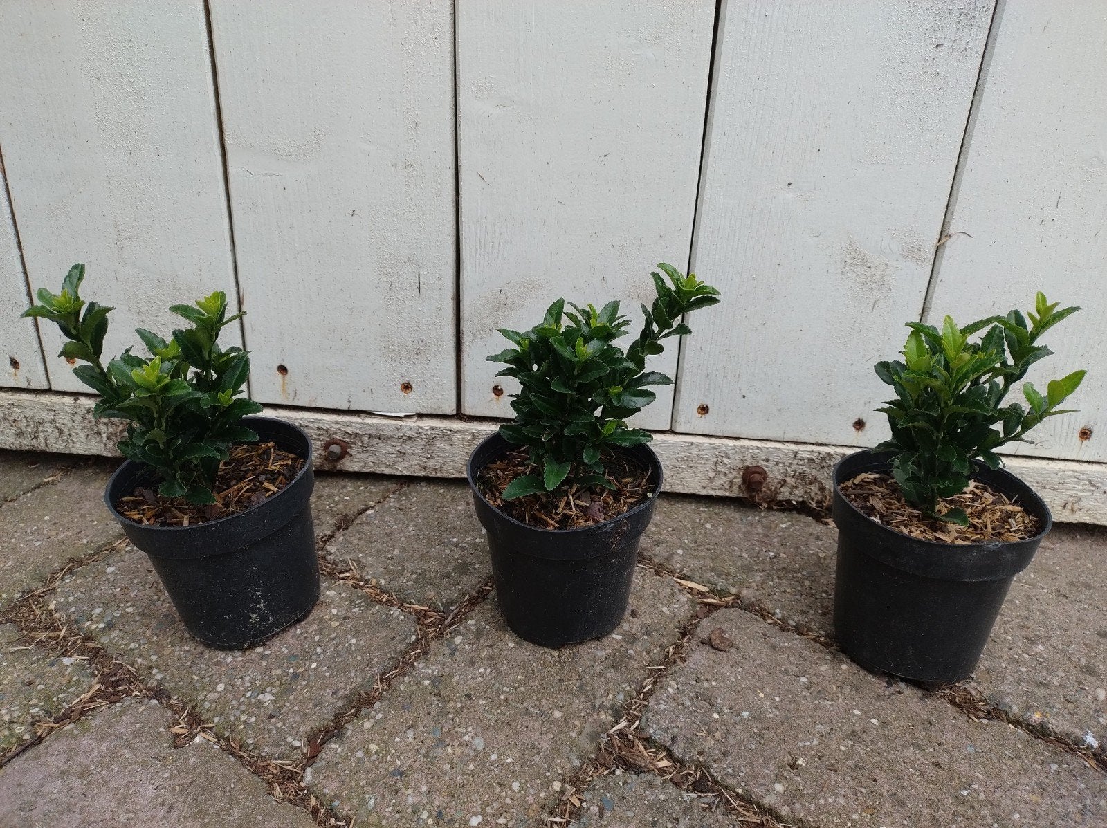 buxusvervanger, euonymus jap Jean Hugues. sterke soort P9, Tuin en Terras, Overige soorten, Vaste plant, Ophalen of Verzenden