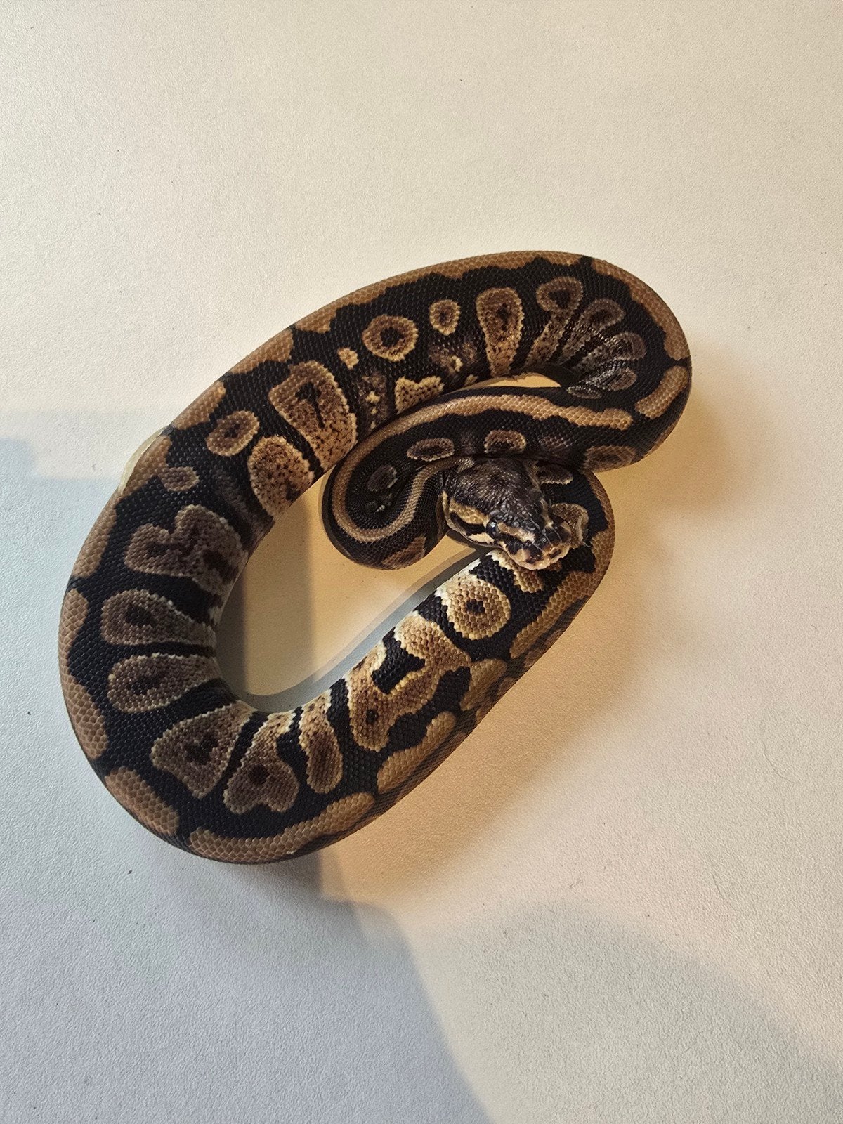 0.1 spotnose DH clown pied Ball Python - female for sale from martijn