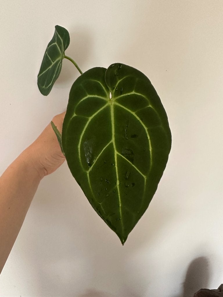 Anthurium, Huis en Inrichting, Kamerplanten, Overige soorten, Minder dan 100 cm, Groene kamerplant, Halfschaduw