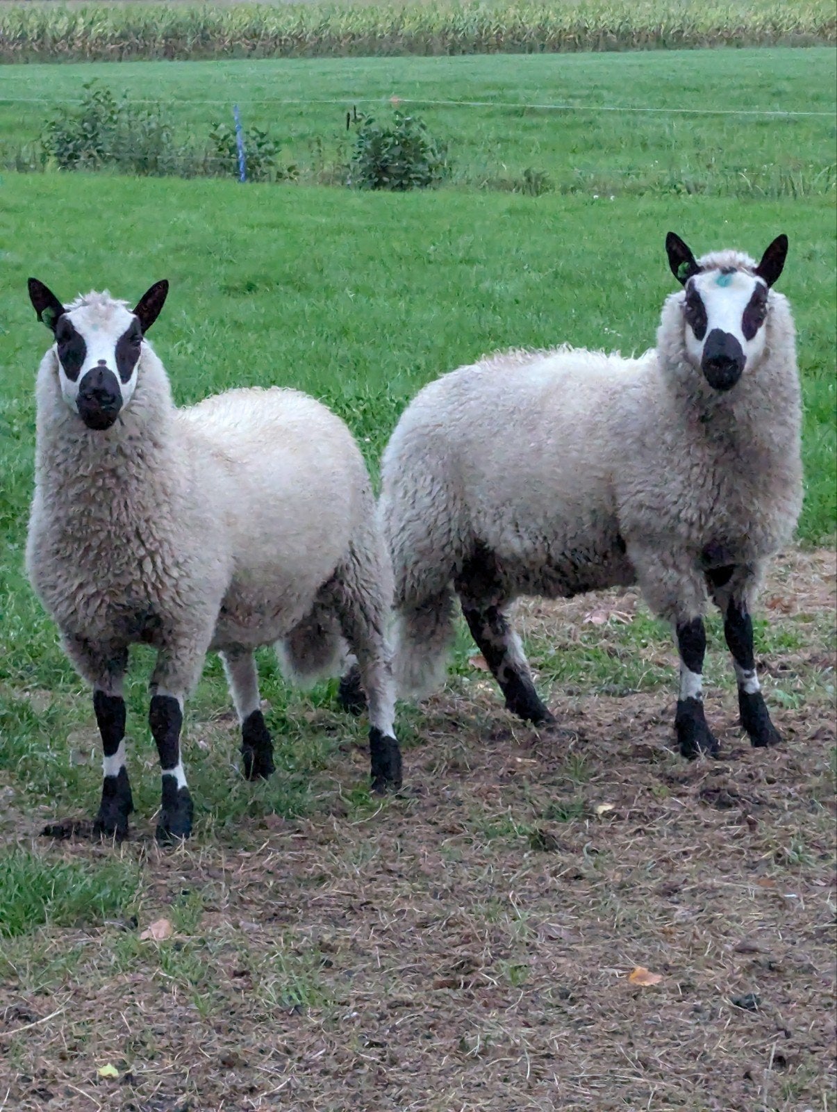 Kerry Hill ramlammeren stamboek, Dieren en Toebehoren, Mannelijk, Schaap, 0 tot 2 jaar