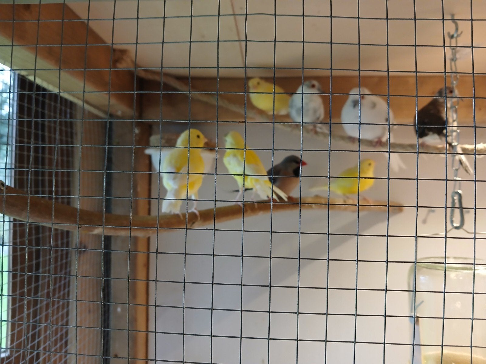 4 kanaries mannen, Mannelijk, Kleurkanarie