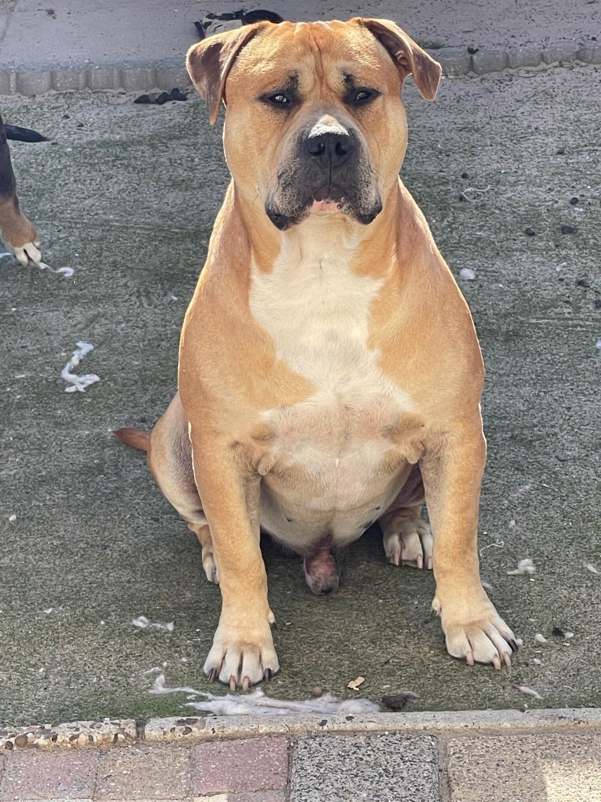 Bully XL met stamboom., Parvo, Reu, Bulldog, Eén hond