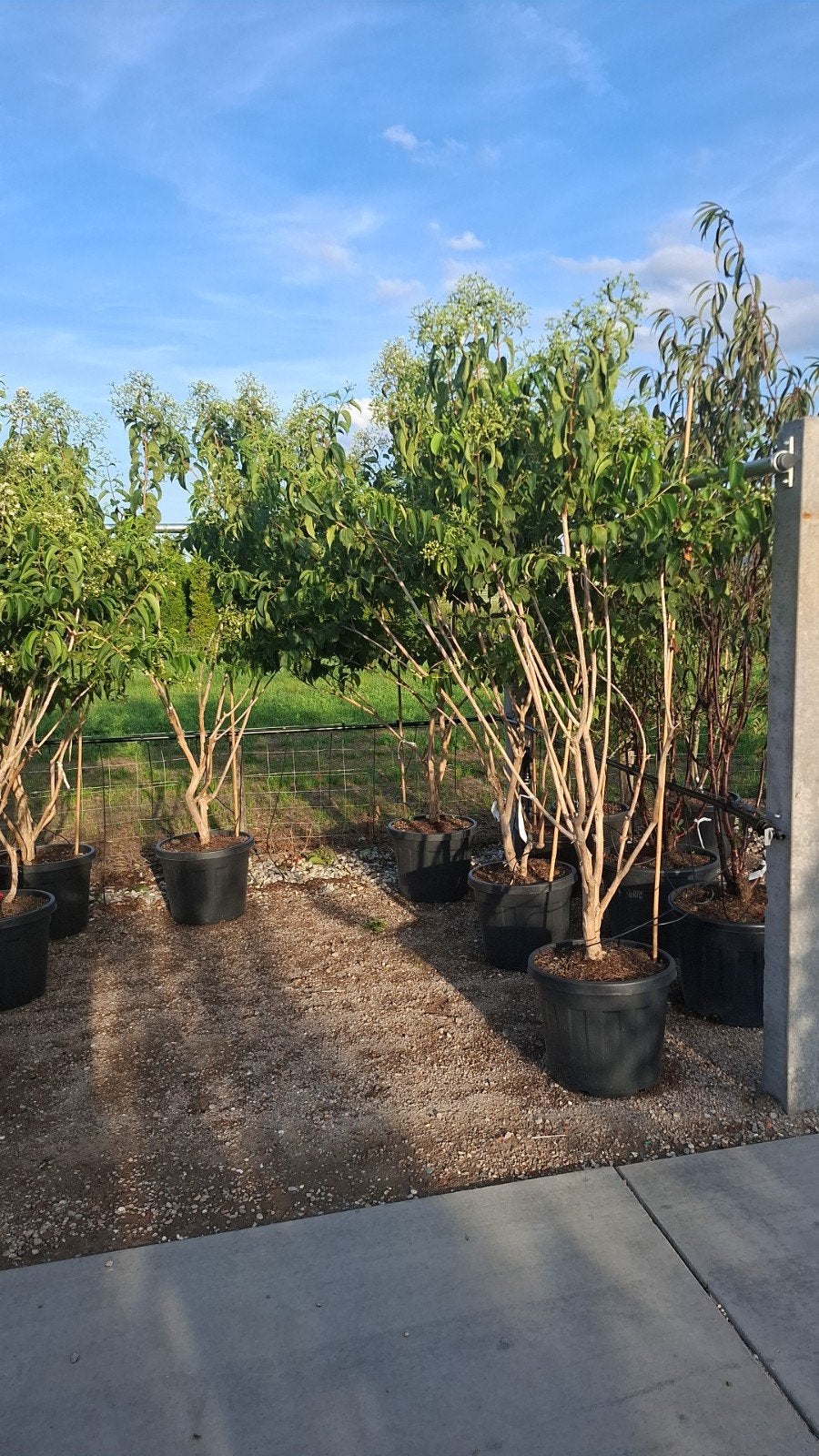 meerstammige zevenzonenboom heptacodium miconioides, Tuin en Terras, Overige soorten, 100 tot 250 cm, Zomer, Ophalen