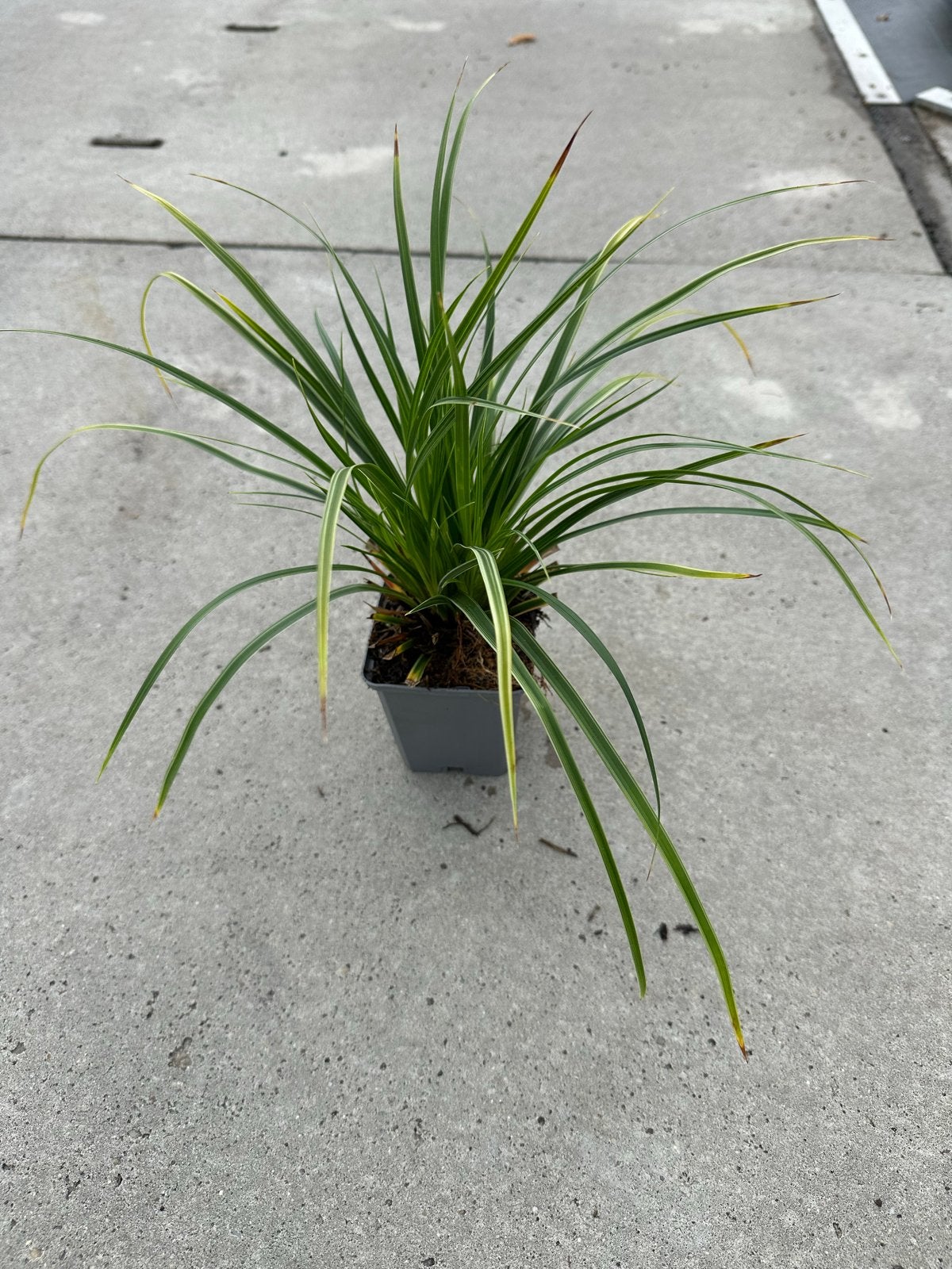 Carex morrowii , morrowii variegata, Ice Dance, irish green, Vaste plant, Siergrassen, Ophalen of Verzenden, Bloeit niet