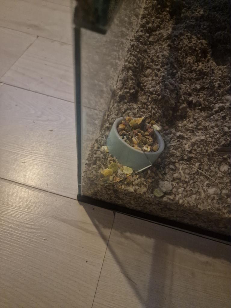 Terrarium/glazen hamster kooi e.v.t met hamster en spullen, Kooi, Minder dan 75 cm, Zo goed als nieuw, Hamster