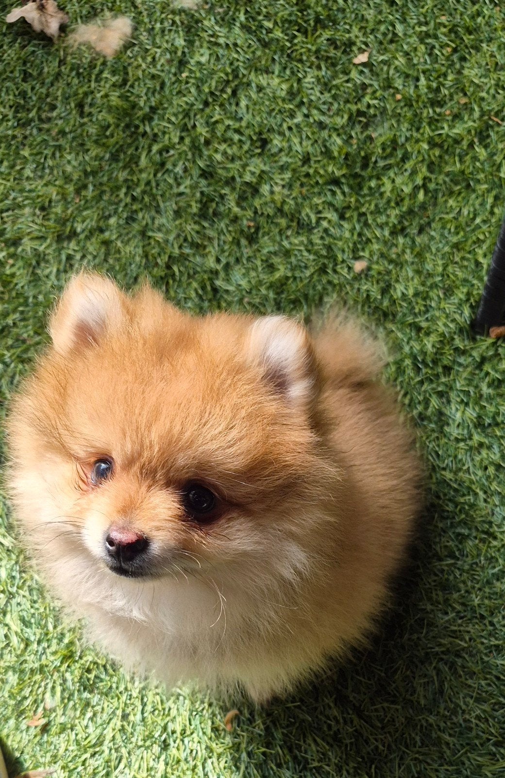 Pomeranian pupje teefje abrikoos kleur, Dieren en Toebehoren, Parvo, 8 tot 15 weken, Teef, Poolhond