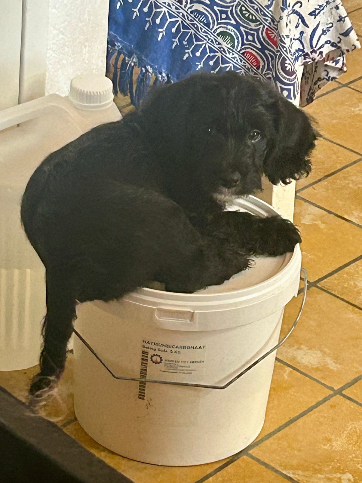 Pups mix poedel en yorkshire, Dieren en Toebehoren, Honden | Chihuahua's en Gezelschapshonden, 8 tot 15 weken, Meerdere, Nederland