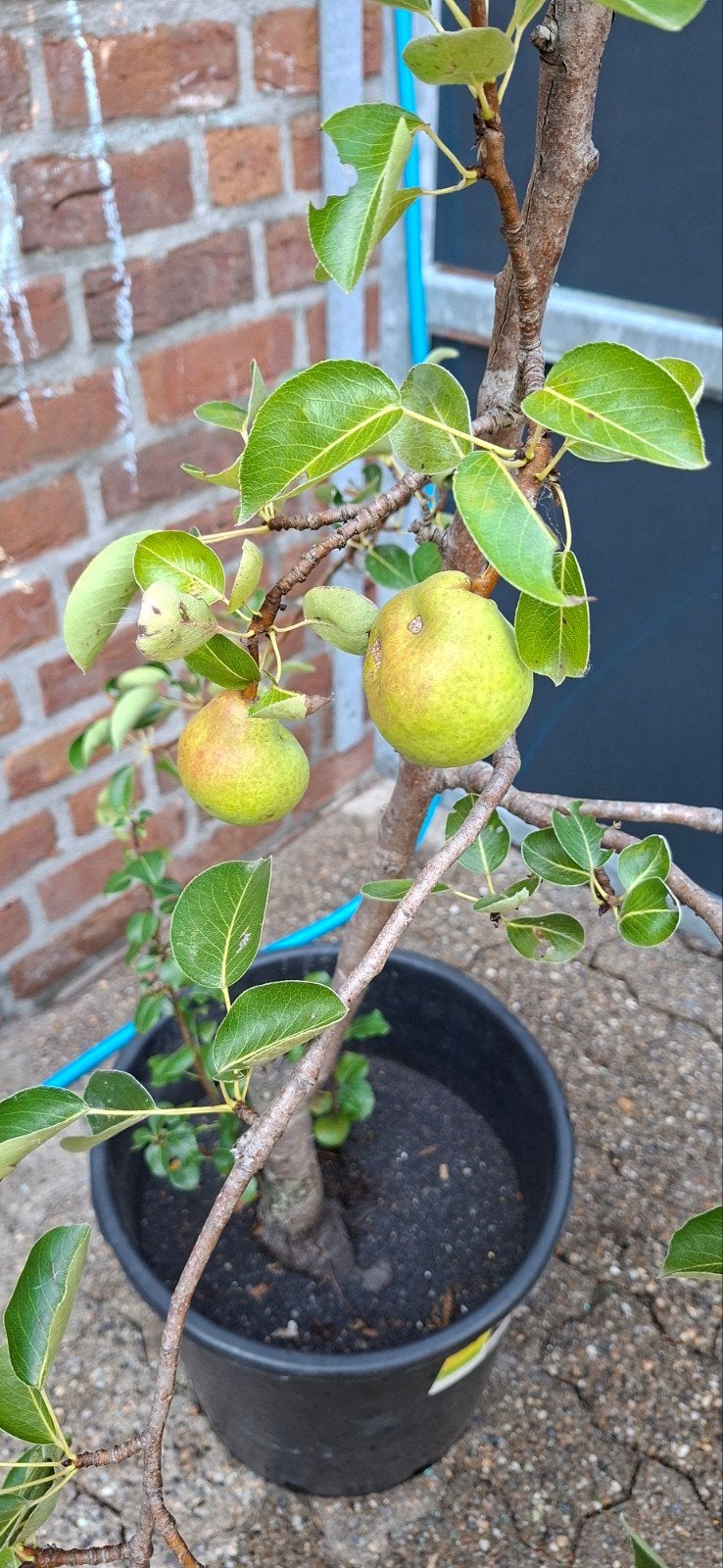 Perenboom, Tuin en Terras, Ophalen, Minder dan 100 cm, Zomer, Perenboom