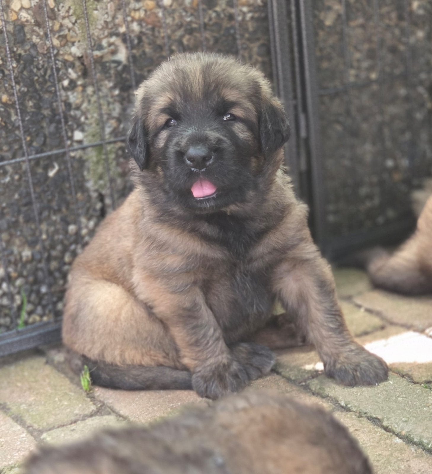 Waarschuwing Leonberger kruising van ilona van beek gekocht, Geslacht onbekend, Groot, Eén hond, Nederland