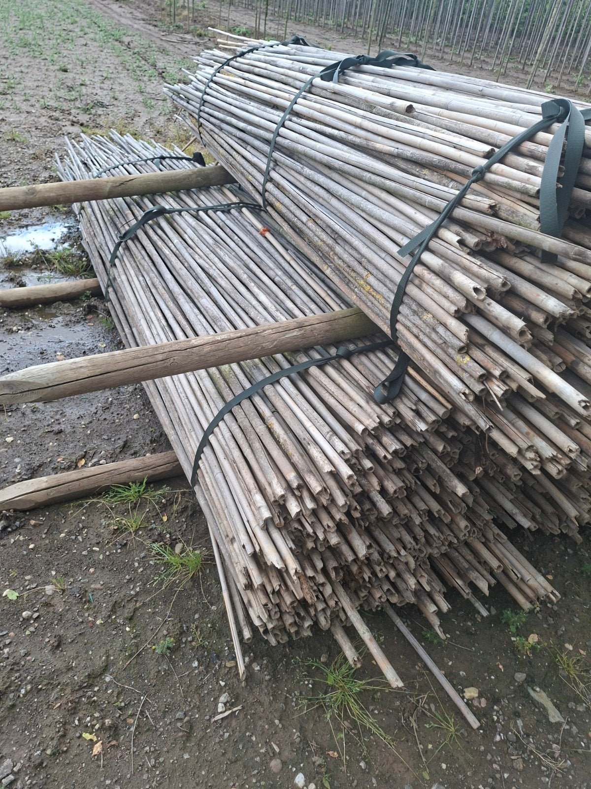 Bamboe stokken voor diverse toepassingen, Ophalen, Gebruikt, 180 tot 250 cm, Palen