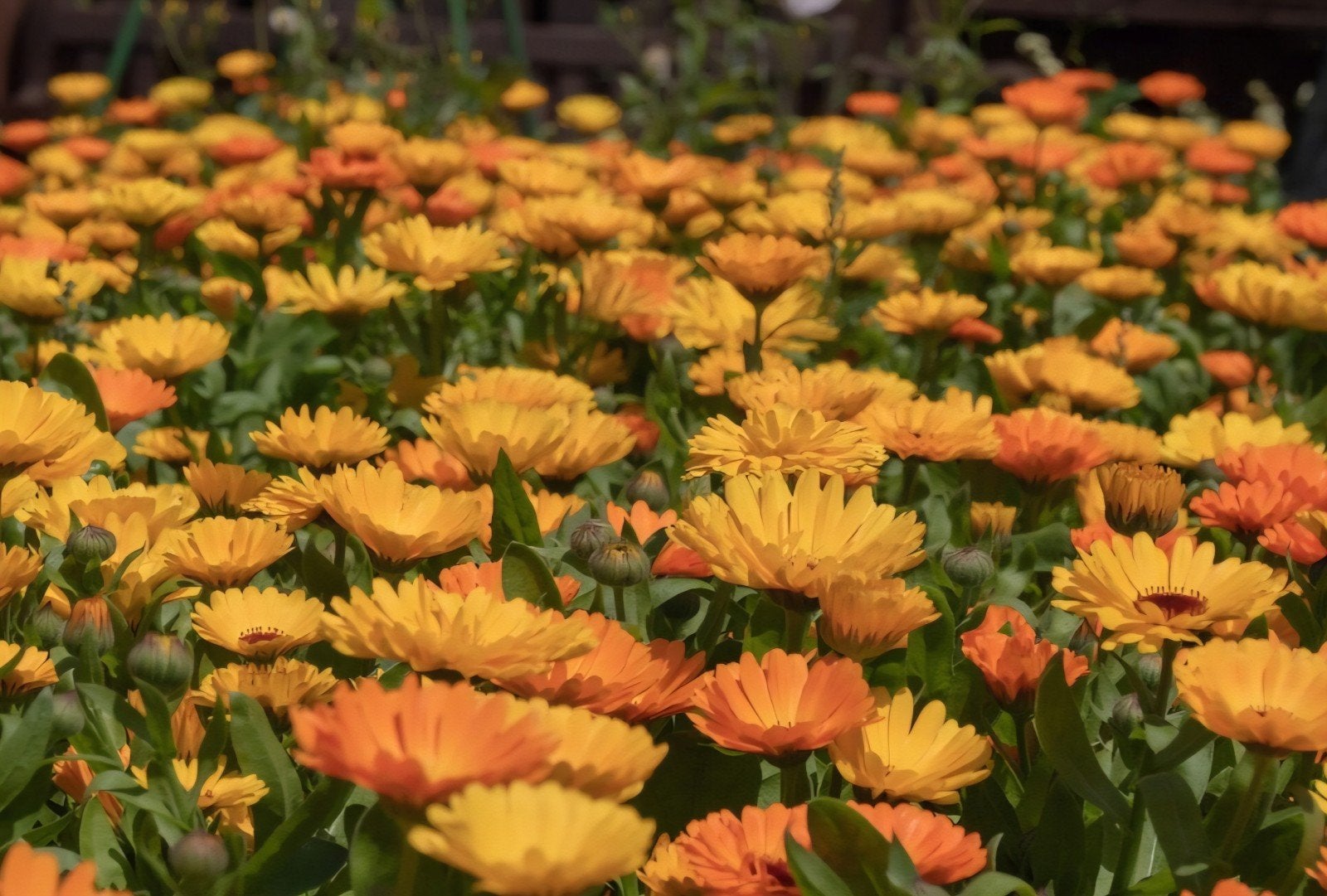 Goudsbloem zaden - Calendula officinalis €1,-, Tuin en Terras, Bloembollen en Zaden, Ophalen of Verzenden, Voorjaar, Volle zon