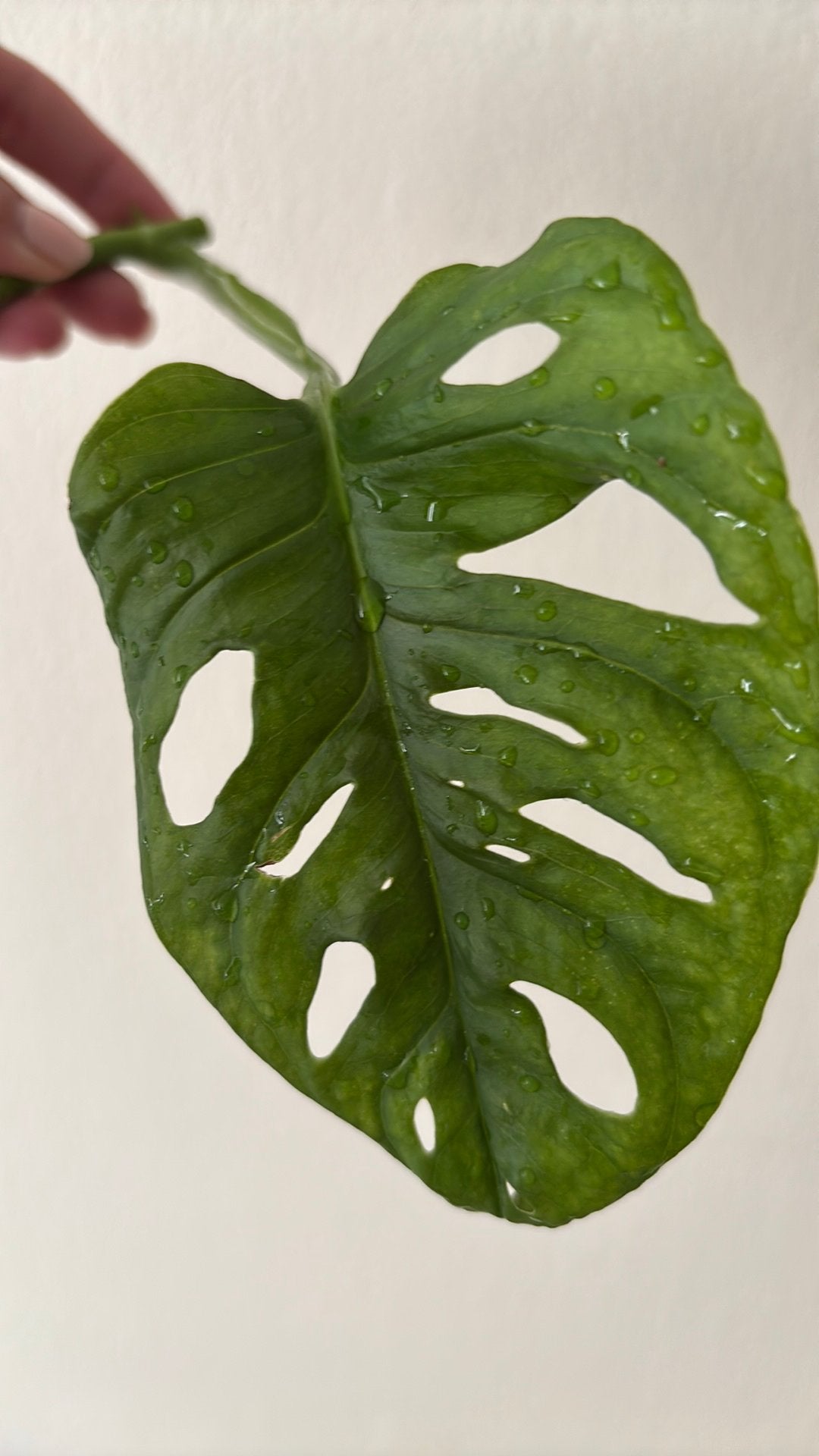 Middenstek Monstera Adansonii (Monkey Mask), Ophalen of Verzenden, Halfschaduw, Minder dan 100 cm