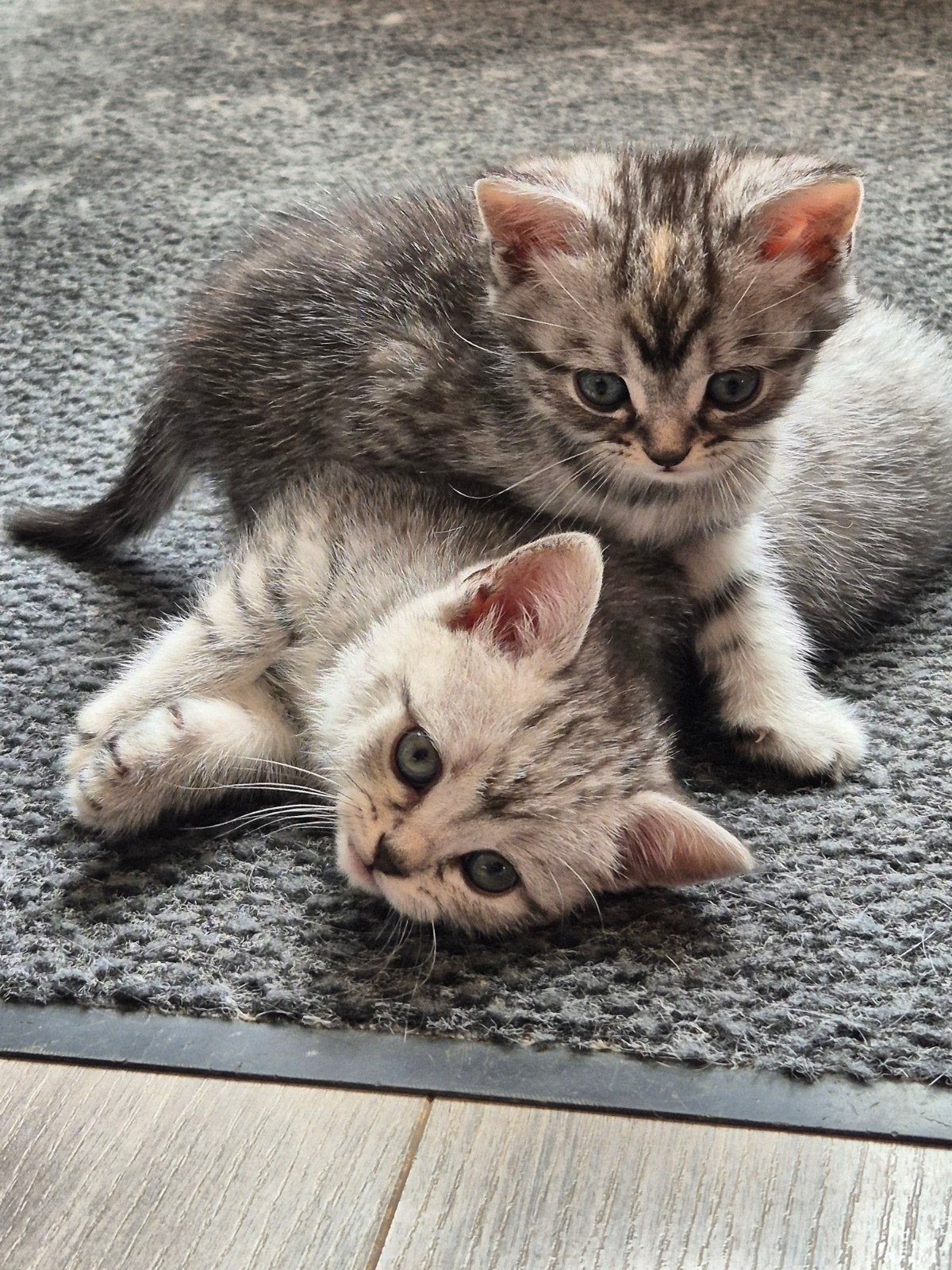 Britse korthaar poesje, 2 stuks, Poes, Ontwormd