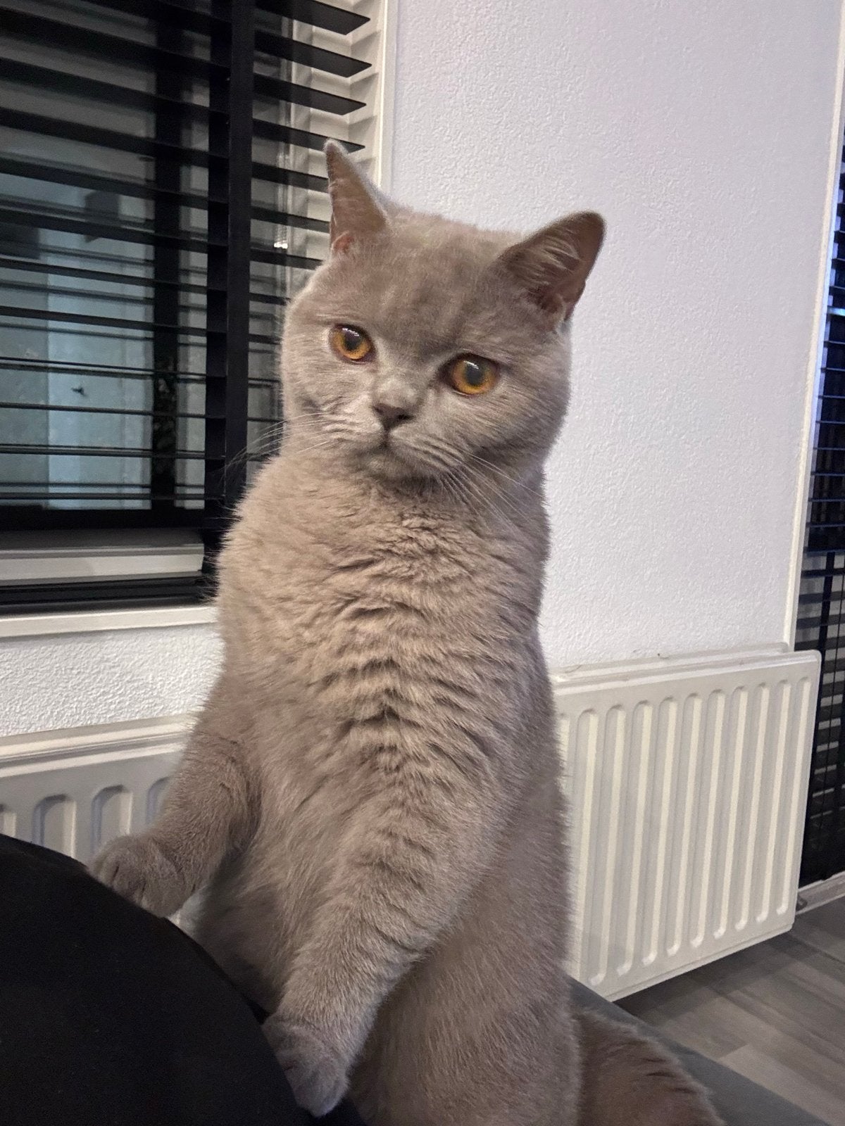 Britse Korthaar Lilac kater, Kater