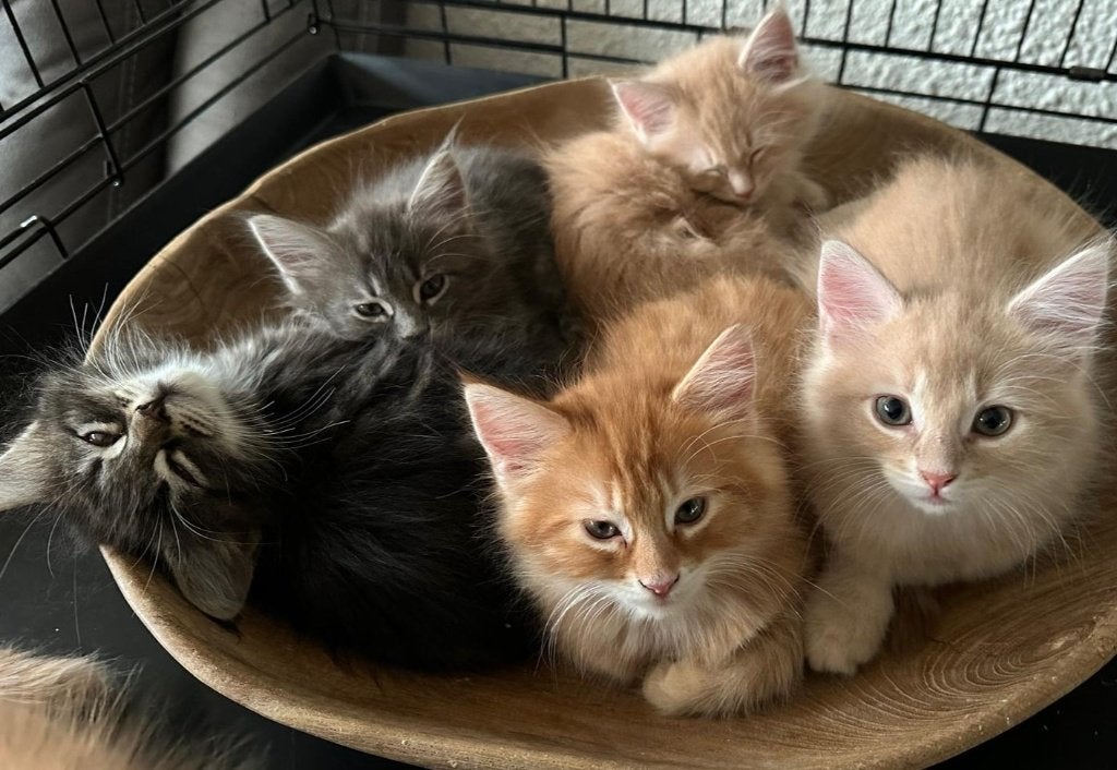 Maine coon kittens, Meerdere dieren, Gechipt, 0 tot 2 jaar