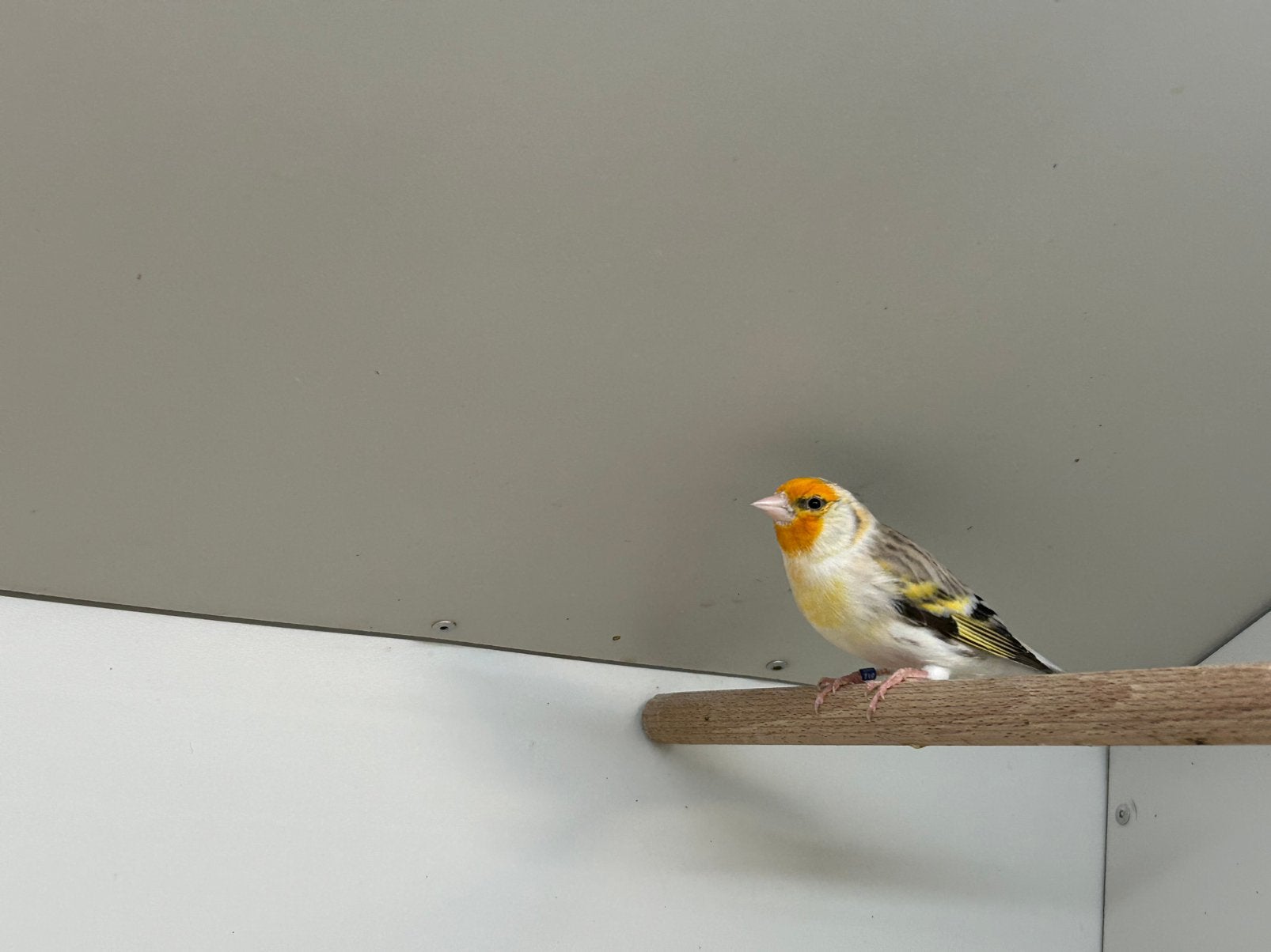 Bastaard Putter x Kanarie Man, Mannelijk, Wildzangvogel, Geringd