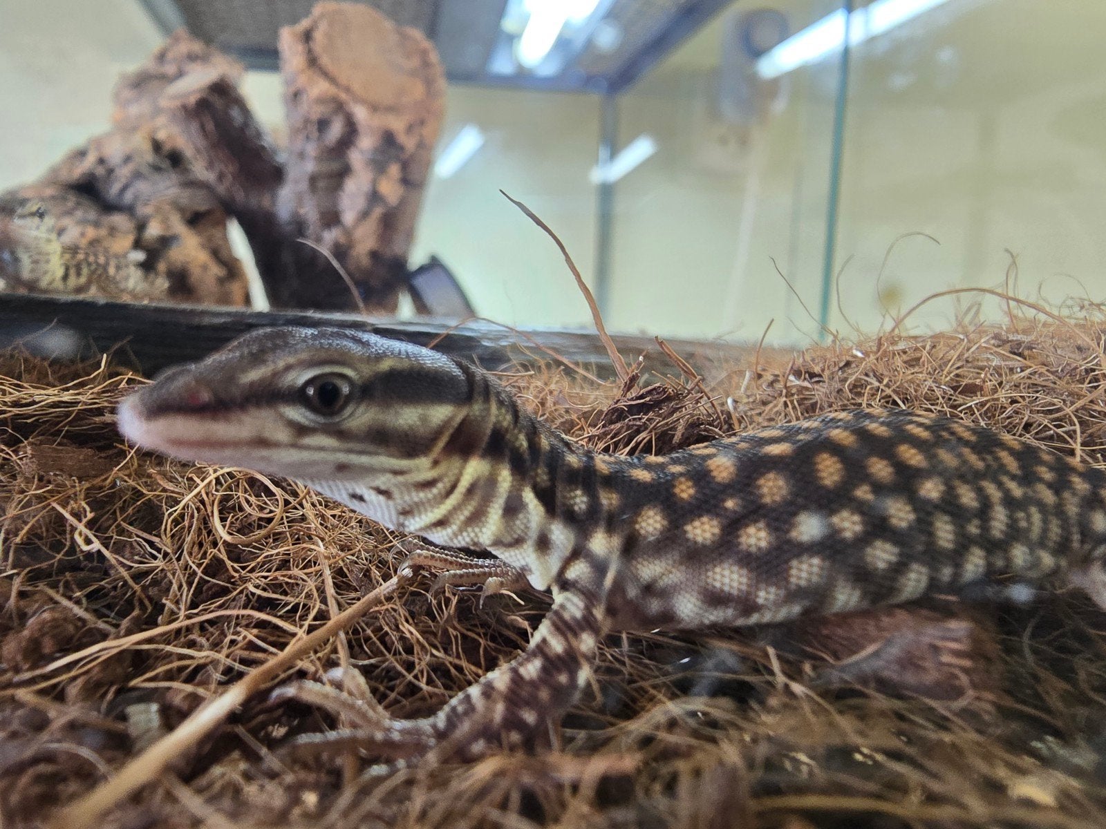 NK Stekelstaartvaranen (varanus acanthurus) Monitor Lizard photo 4
