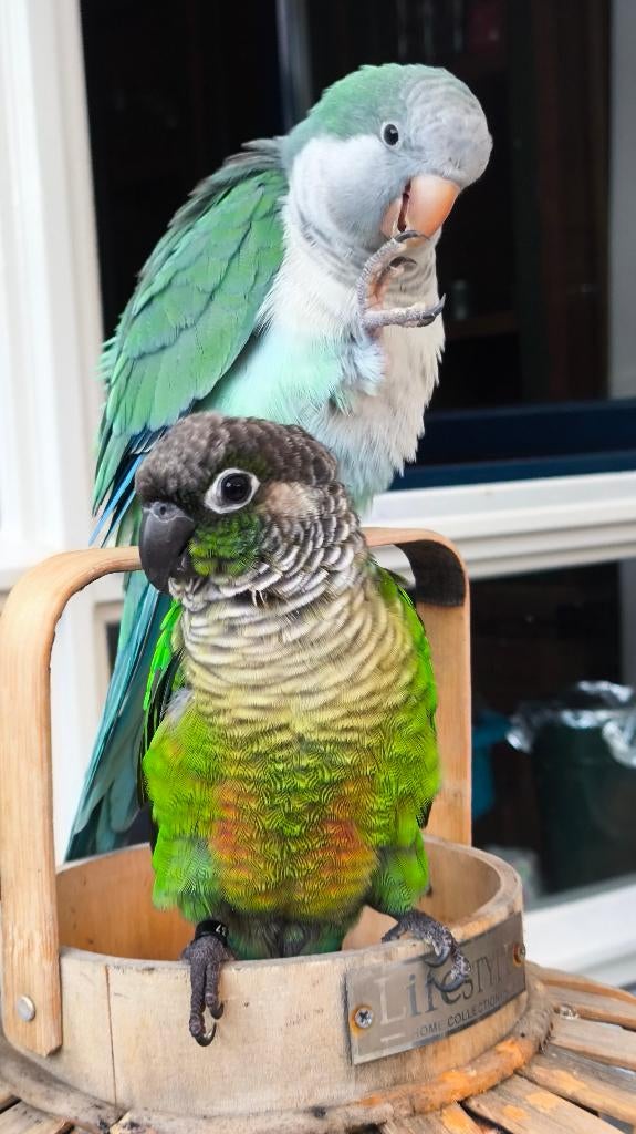 Muisparkiet en Pyrrhura te koop, Dieren en Toebehoren, Meerdere dieren, Parkiet, Geringd