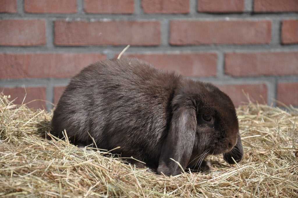 Jonge nederlandse hangoor dwerg ram GECASTREERD NHD, Mannelijk, Dwerg, Hangoor, 0 tot 2 jaar